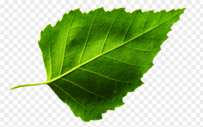 Leaf Plant Morphology Photography Grape Leaves PNG