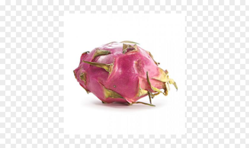 Pitahaya Pitaya, Inc. Pink M PNG