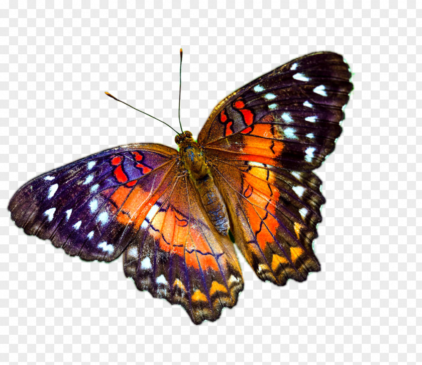 7:30pm Desktop Wallpaper Greta OtoButerfly The Butterfly's Evil Spell ~ April 19, 20, 21, 26, 27, 28 PNG