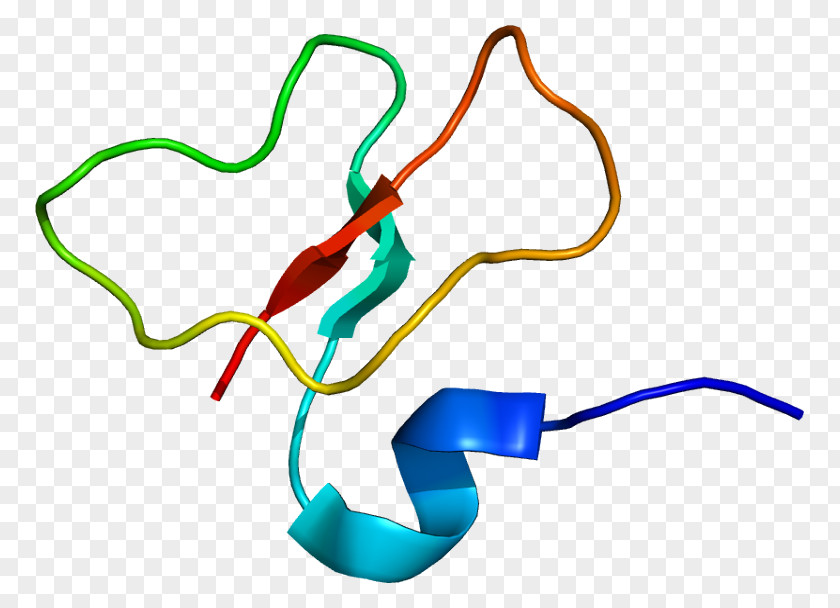 Beta Defensin 1 Beta-defensin 2 Alpha PNG