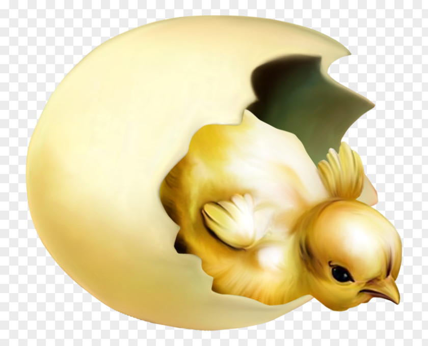 Chicken Baby PNG