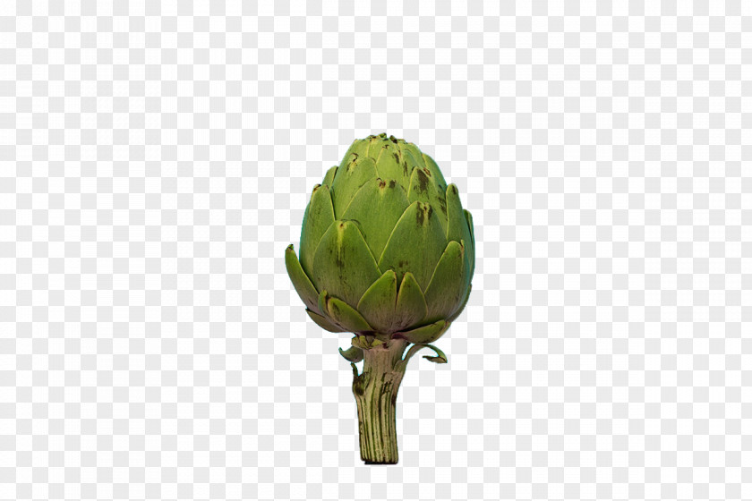 Creative Broccoli Artichoke Plant Stem PNG