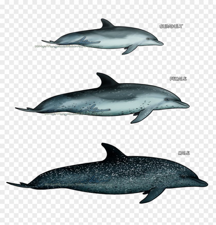 Dolphin Spinner Striped Short-beaked Common Wholphin Bottlenose PNG