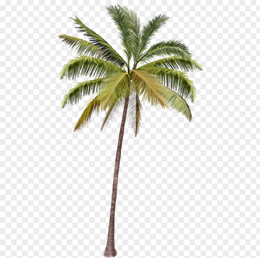 Palm PLAN Coco's Beach Club Cancun Arecaceae Clip Art PNG