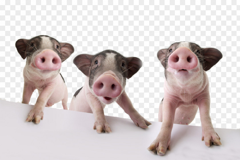 Pig Domestic Pet The Three Little Pigs Wallpaper PNG