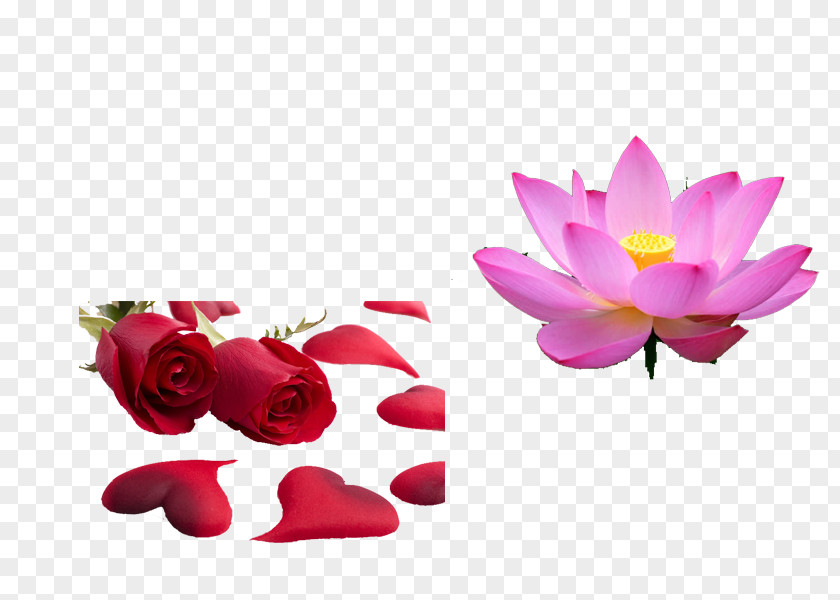 Lotus Beach Rose Petal PNG