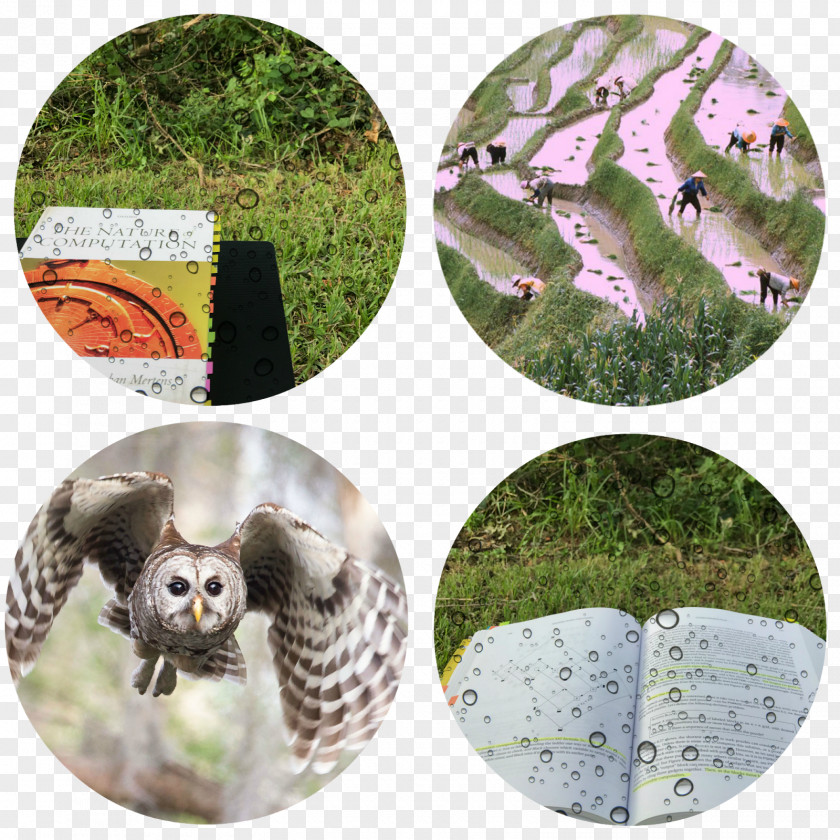 Owl Wildlife Fauna China PNG