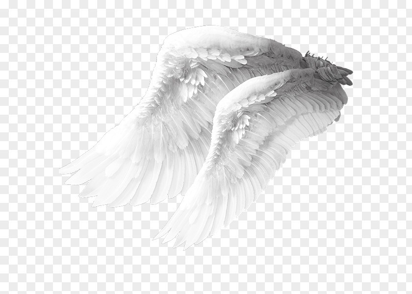Angel Wings Material Wing Columbidae Bird PNG