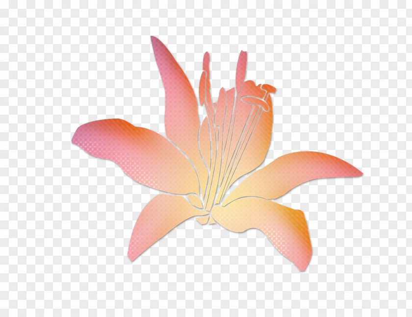 Flower Blume Public Domain Pink PNG