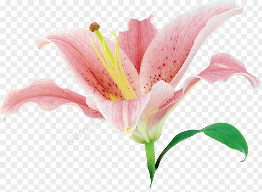 情人节玫瑰 Flower Lilium Clip Art PNG