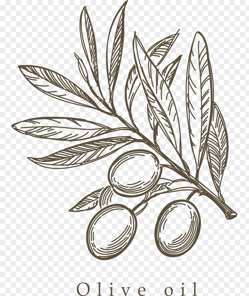 Hand-painted Olive Branch Mediterranean Cuisine Drawing Sketch PNG
