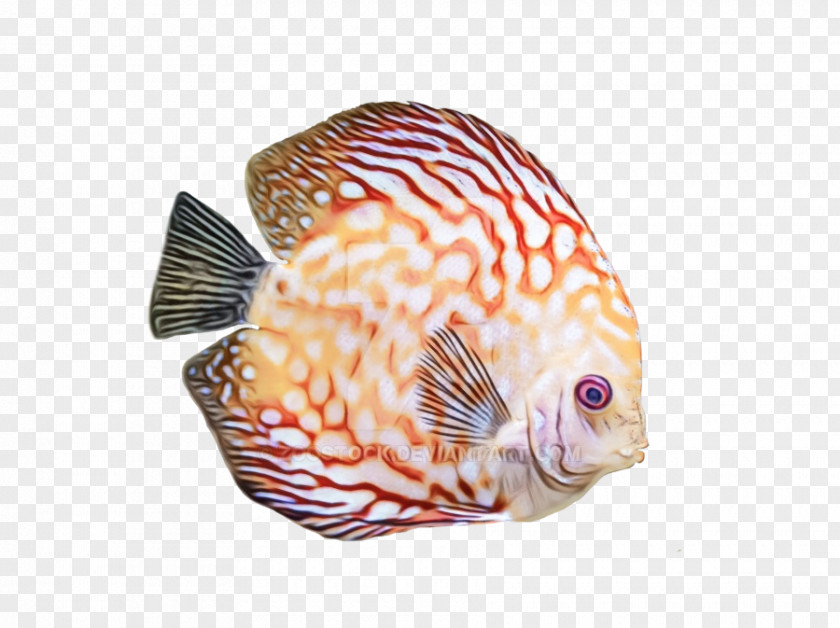 Lionfish Marine Biology Fish PNG