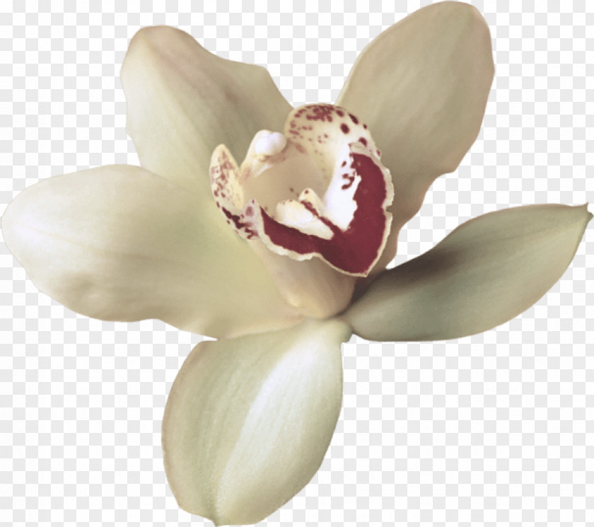 Orchid Moth White Flower Petal Plant Flowering PNG
