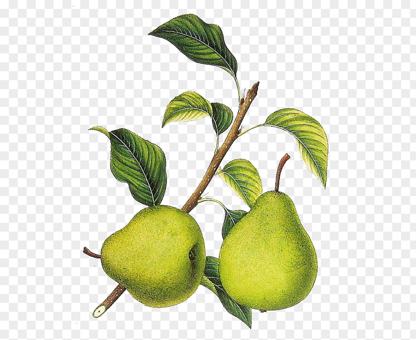 Pear Botanical Illustration Fruit Prints PNG