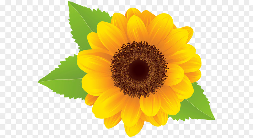 Sunflower PNG clipart PNG