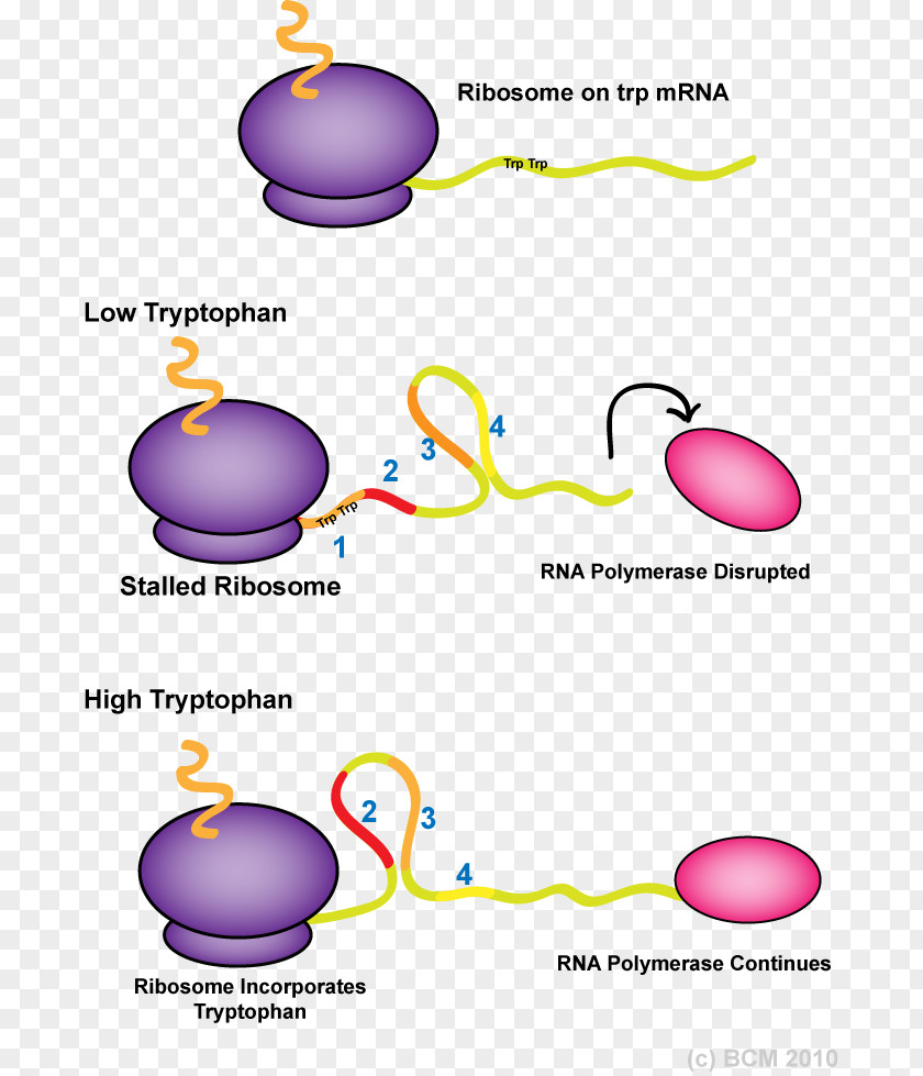 Trp Operon Attenuator RNA Polymerase Stem-loop PNG