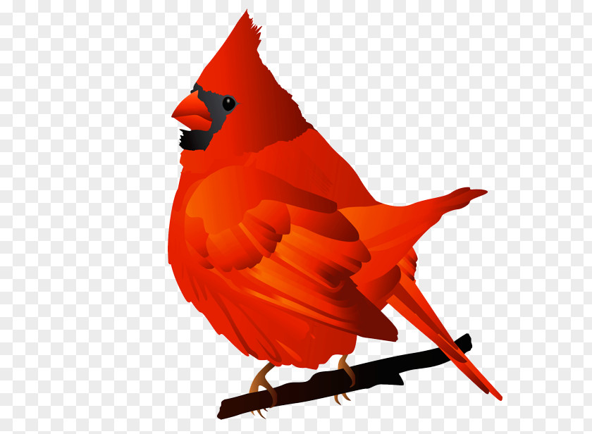 Cardinals Cliparts Bird Northern Cardinal St. Louis Free Content Clip Art PNG