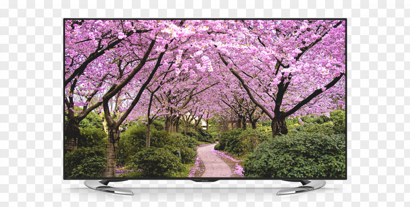 Cherry Blossom Desktop Wallpaper Season Spring Autumn PNG