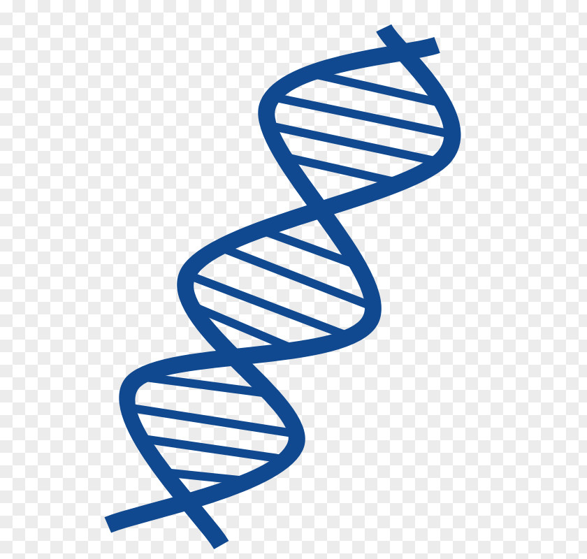 DNA Cliparts Nucleic Acid Double Helix Free Content Clip Art PNG
