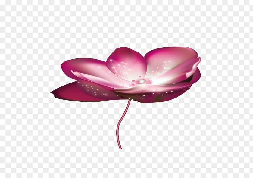 Lotus Nelumbo Nucifera Download Clip Art PNG