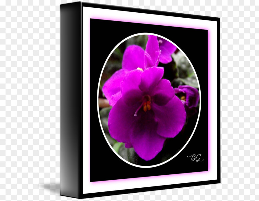 African Violets Pansy Violet Petal PNG