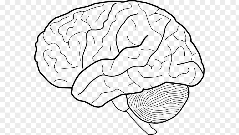 Brain Outline Of The Human Drawing Clip Art PNG