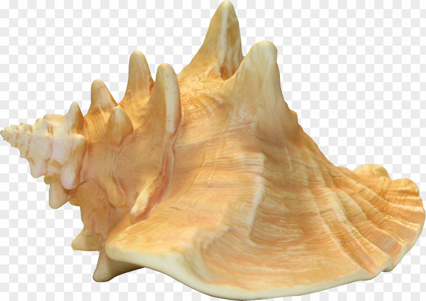 Conch Taiyaki Shankha PNG