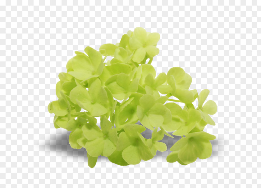 Lilac Leaf Vegetable PNG