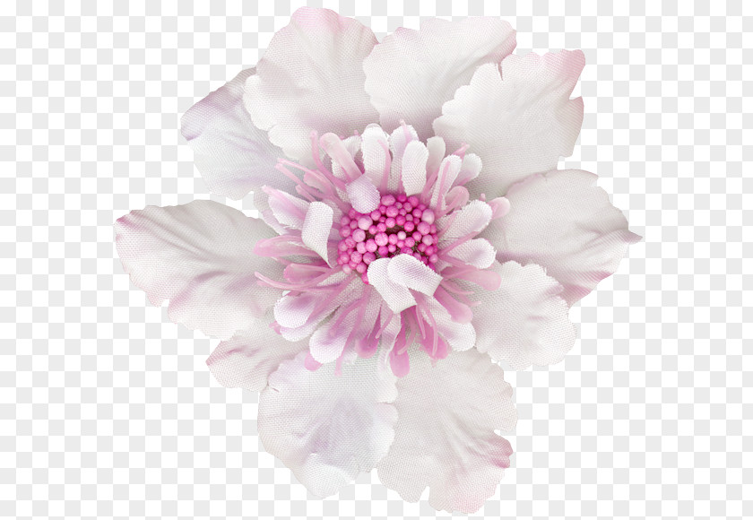 Peony Cut Flowers Pink M Herbaceous Plant Petal PNG