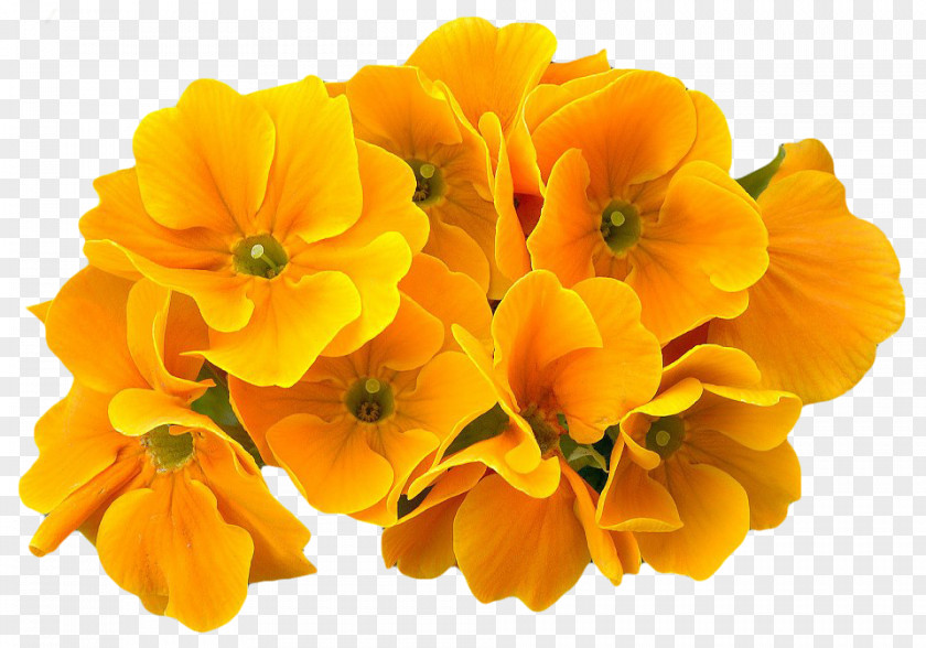 Plant Learn Flower Cowslip Eudicots PNG