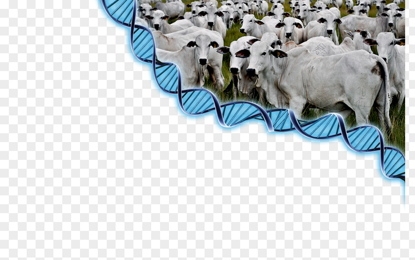 Sheep Cattle Goat Dog Breed PNG