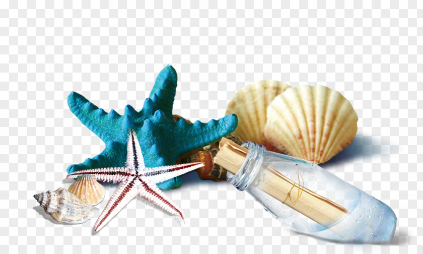 Shells And Starfish Drift Bottles Seashell Bottle PNG