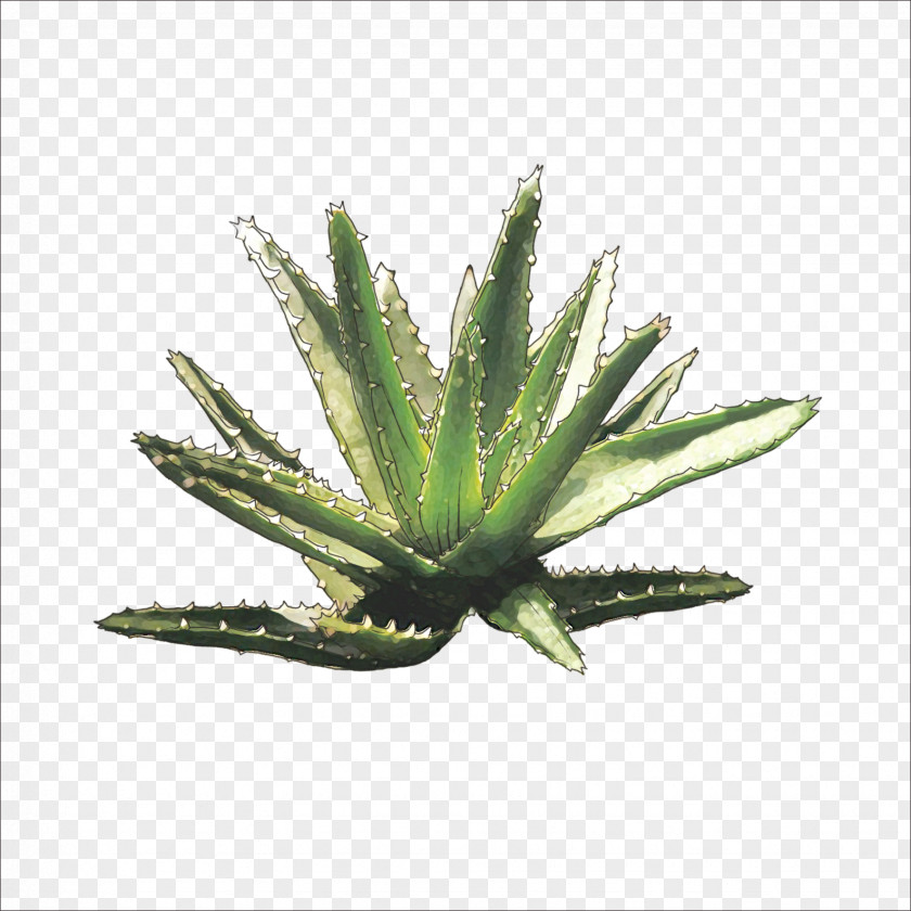 Aloe Plant Euclidean Vector PNG
