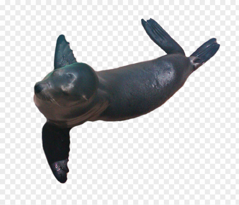 Dog Sea Lion Snout Canidae PNG