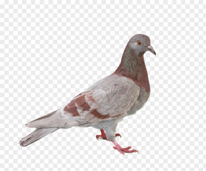 Pigeon Pictures PNG