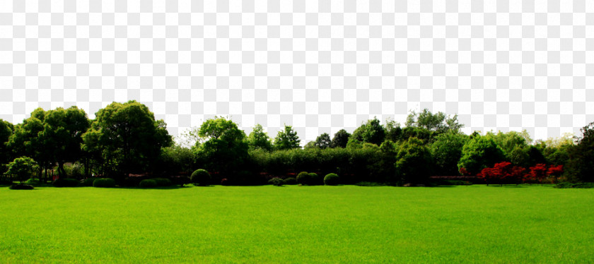 Green Grass Background PNG grass background clipart PNG