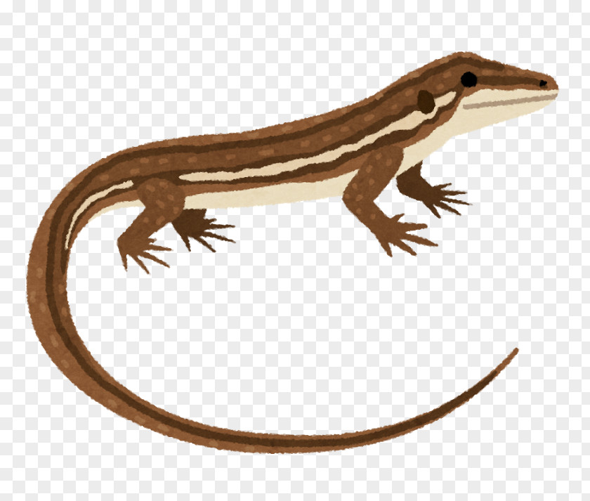 Identity Document Takydromus Tachydromoides Agamas Reptile Snakes Turtle PNG