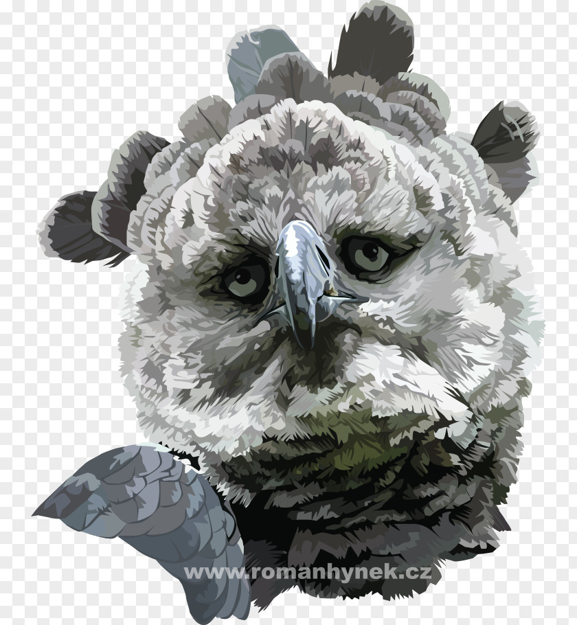 Owl Beak Snout PNG