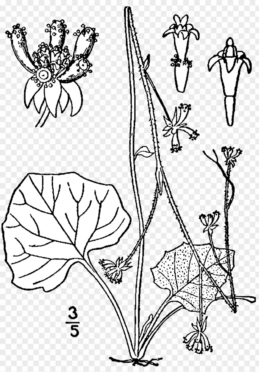 Plant Adenocaulon Bicolor Flowering Magnoliopsida Aconitum Noveboracense PNG