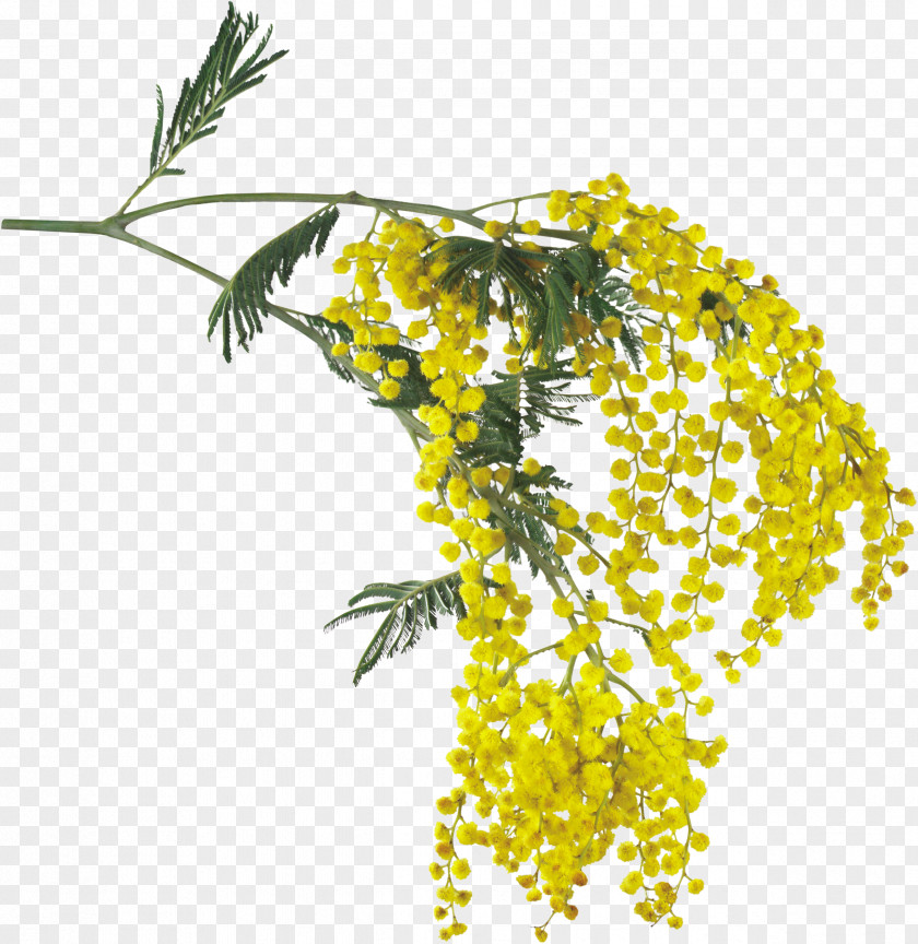 Skunk Acacia Dealbata Flower Daffodil PNG