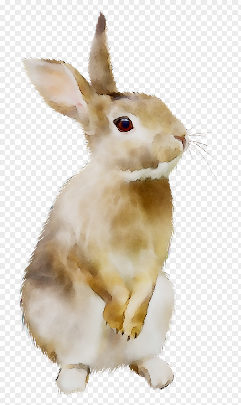 The Tale Of Peter Rabbit Image Domestic Hare PNG