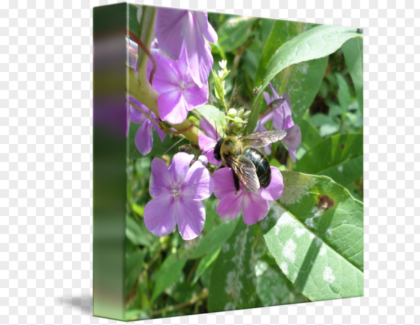Bee Honey Nectar Flower PNG