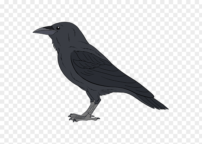 Bird Common Raven Drawing Tutorial PNG