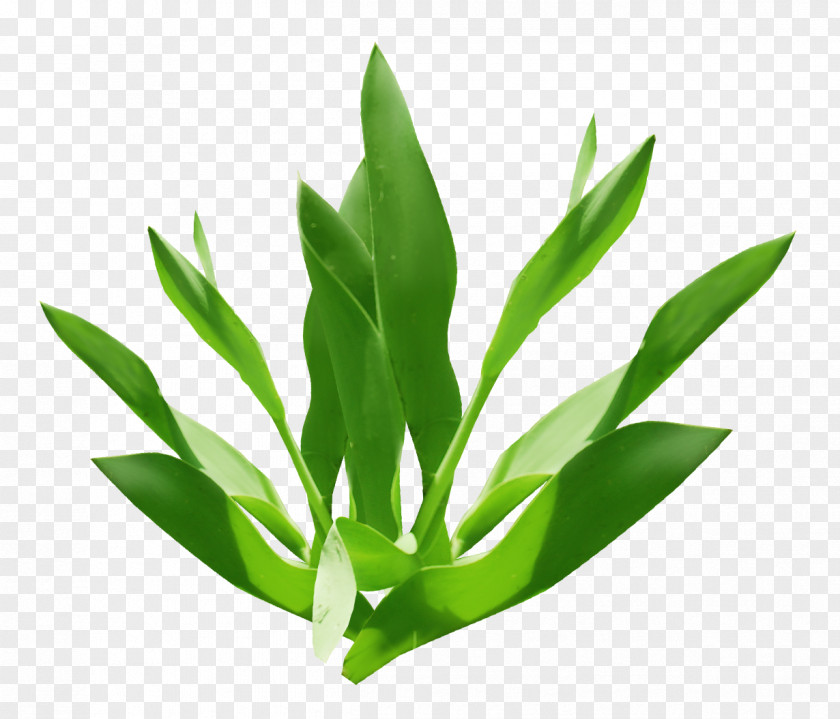 Green Leaves Icon PNG