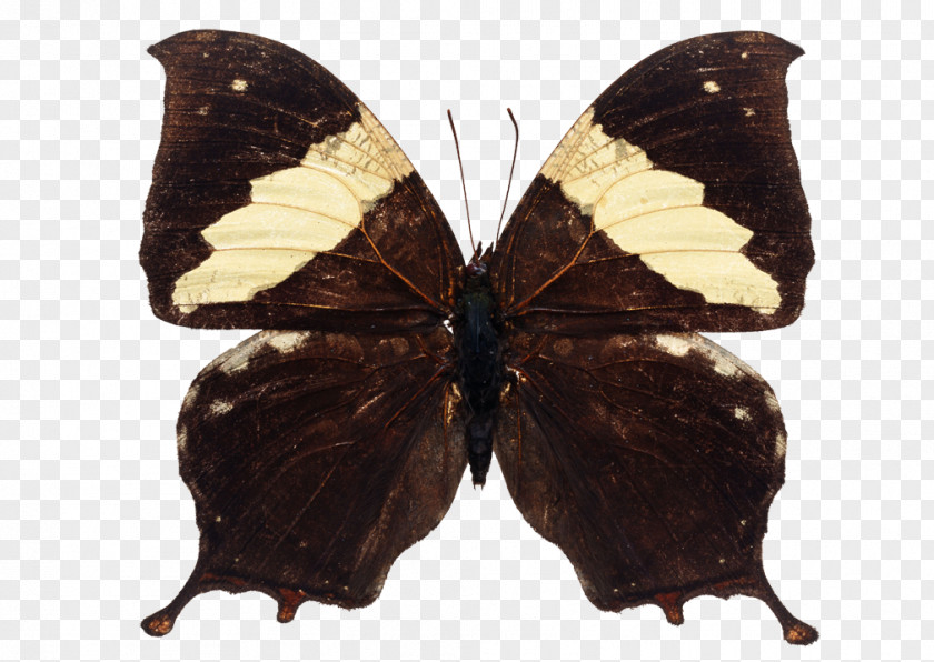 Parrot Brush-footed Butterflies Butterfly Moth PNG