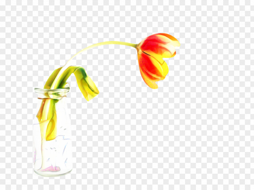 Plant Yellow Blossom Flower PNG