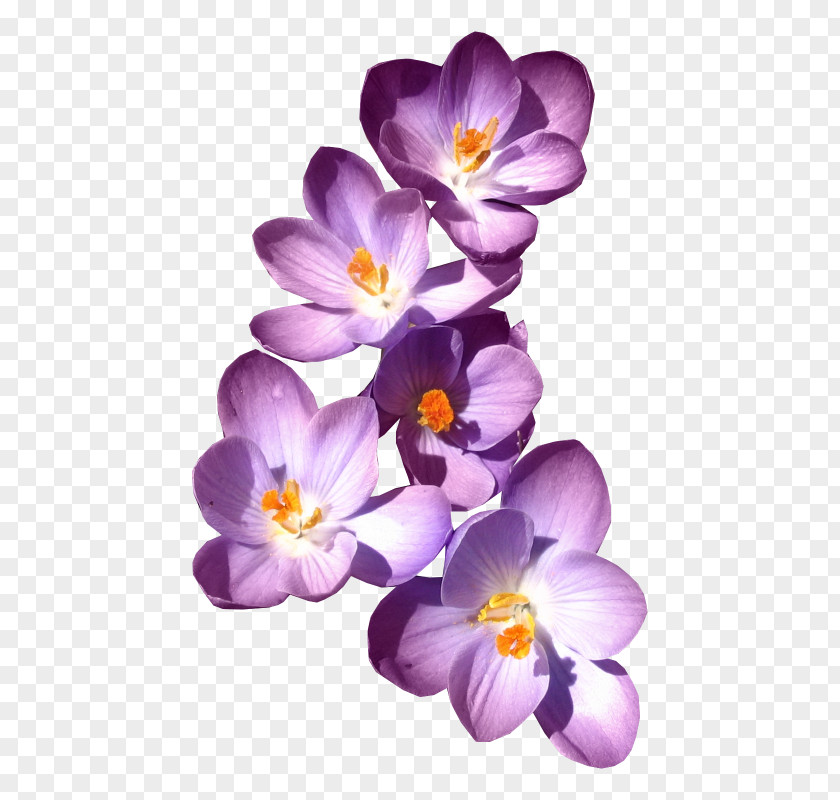 Purple Lilac Clip Art PNG