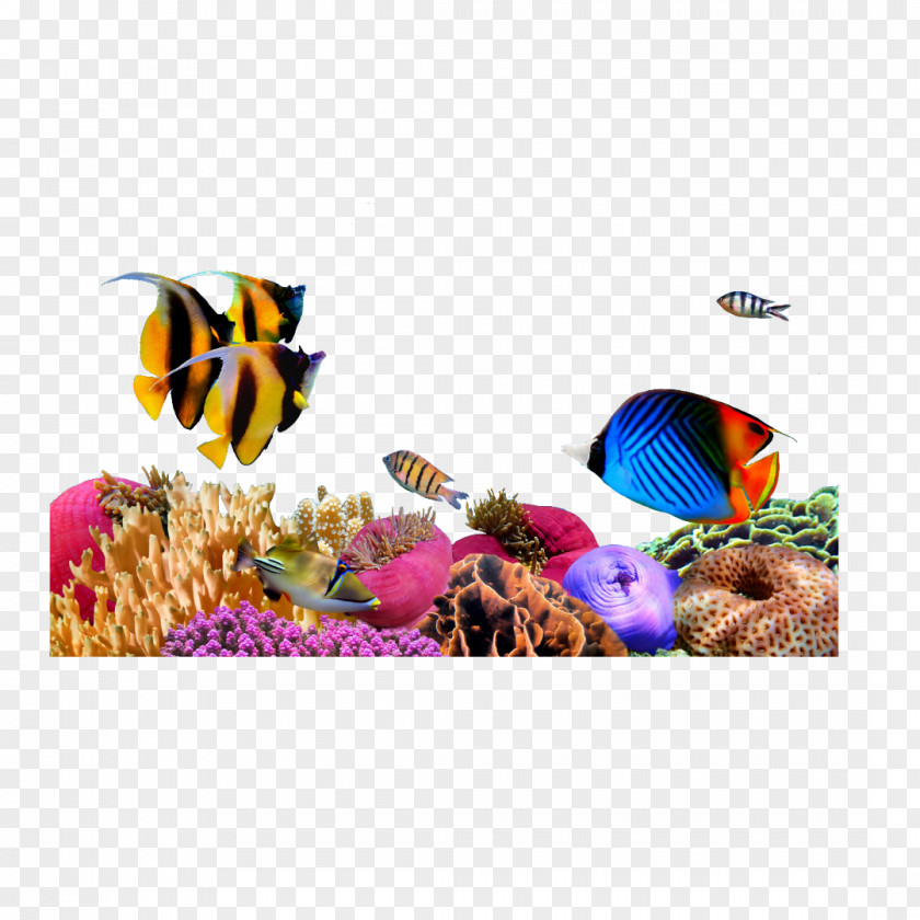 Seahorse Sea Coral Desktop Wallpaper PNG