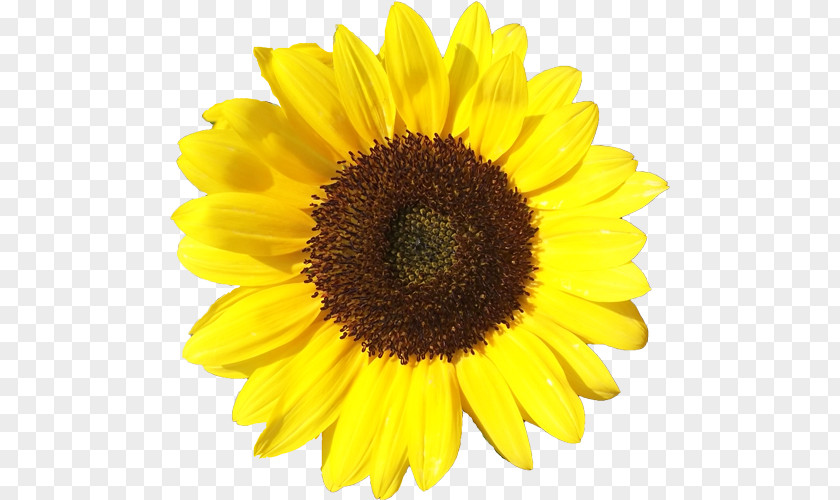 Sunflower Drawing Common Clip Art Vector Graphics Royalty-free PNG