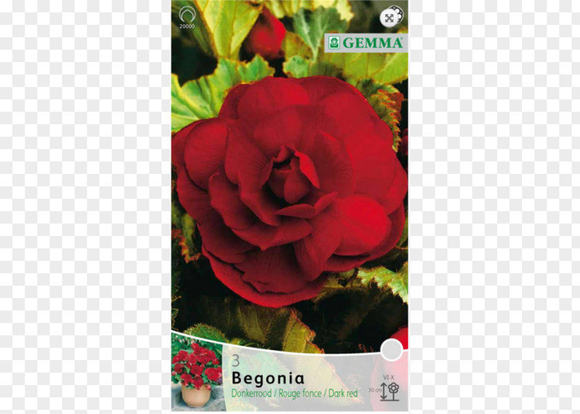 Bulb Garden Roses Begonia .gr Red PNG